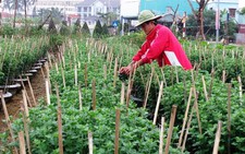 ​Hoa Tết miền Trung được mùa, được giá