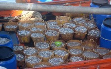 ​Ngư dân Quảng Ngãi trúng đậm 