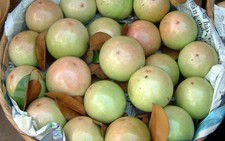 ​Thêm vải, xoài, vú sữa vào Mỹ
