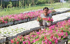 ​Người tình của... hoa Sa Đéc