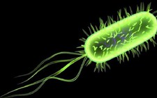 Vi khuẩn Listeria Monocytogenes