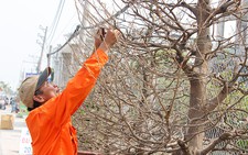 Chậu mai trăm triệu 