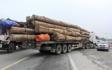 Bắt đoàn xe 20 chiếc chở gỗ “khủng”