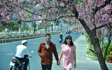 Mai anh đào rợp trời xuân Đà Lạt, hớp hồn du khách