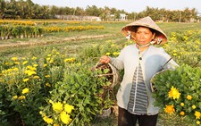 Hoa Tết thua lỗ: Nắm thị hiếu, trồng theo hợp đồng