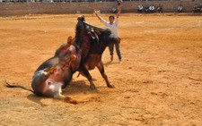 Hấp dẫn hội chọi trâu huyện vùng cao Chiêm Hóa