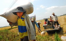 ​17 ngân hàng được cho vay mua tạm trữ thóc, gạo