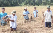 ​Gần 200ha lúa chết rụi nghi do ô nhiễm