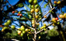Lễ hội cà phê thấm đẫm 
