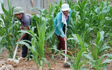 ​Những người  lính Gạc Ma bây giờ