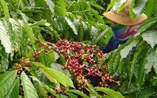 ​Cần thay đổi cách canh tác cây cà phê