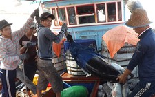​Ngư dân Phú Yên trúng cá ngừ