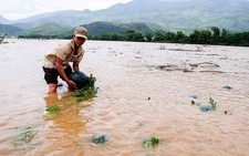​Quảng Nam: lũ bất ngờ, người trồng dưa hấu “méo mặt”