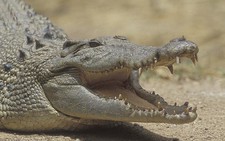 Mẹ quyết sống mái với cá sấu cứu con gái 19 tuổi