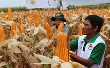 ​Sinh vật biến đổi gen, nên hay không?
