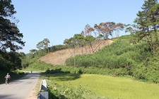 ​Bán gần 600 cây thông trái phép