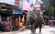 ​Thêm một voi nhà bị chém chết