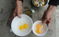 Hải Phòng: lòng đỏ trứng vịt “đổi màu” bất thường