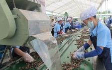 Hạt điều Việt Nam rộng cửa vào Mỹ