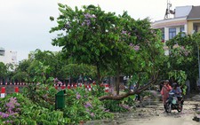 Cần Thơ mưa lớn nước mênh mông, bằng lăng tím gãy hàng loạt