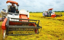 ​36/63 tỉnh, thành phố triển khai tái cơ cấu nông nghiệp