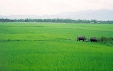 ​Hỗ trợ 9 địa phương bảo vệ và phát triển đất trồng lúa