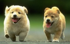 Thú cưng giúp trẻ tự kỷ giảm rối loạn lo âu