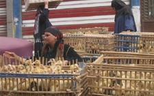 ​Số người mắc cúm A H5N1 tại Ai Cập tăng mạnh