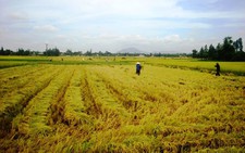 Hai người hôn mê vì say nắng
