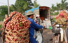 Hà Nội “mở cửa” các điểm trống làm chỗ bán vải thiều