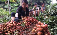 Trái vải Việt Nam 