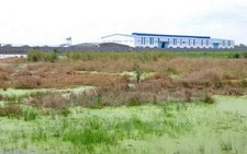 ​Đồng Nai giảm 9.000 ha đất trồng lúa