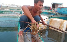 Nuôi tôm hùm ở đảo Lý Sơn