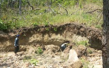 Khởi tố chủ trang trại phá 5,3ha rừng làm trại chăn nuôi