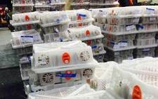 Xuất trên 13 tấn vải đầu tiên sang Úc