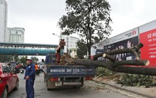 Hà Nội chưa kỷ luật cán bộ nào trong vụ “chặt cây xanh”