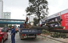 Kỳ họp HĐND TP Hà Nội mổ xẻ vụ thay thế cây xanh