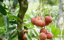 Thụy Sĩ muốn nhập rau quả VN