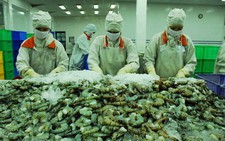 Doanh nghiệp nước ngoài còn lúng túng nộp thuế điện tử