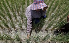 Thái Lan ra tay chống thiếu nước