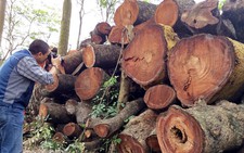Hà Nội thu gần 1,1 tỉ đồng đấu giá gỗ vụ 