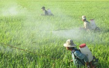 Bảy tháng, VN nhập trên 9.000 tỷ thuốc trừ sâu và nguyên liệu