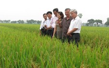 Quy hoạch phát triển sản xuất lúa cho Hà Nội