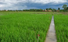 Khôi phục, lai tạo nhiều giống lúa chịu phèn, chịu mặn