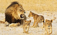 Zimbabwe lo lắng sinh mạng 