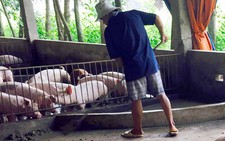 Tràn lan chất cấm trong chăn nuôi