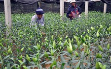 Đà Lạt: hoa, nông sản thành “mồi ngon” của trộm