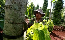 Cưỡng bức “bảo kê” vườn tiêu