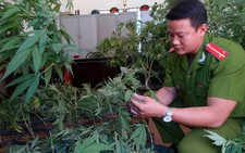 Phá vụ trồng cần sa trong nhà kính ở trung tâm Bảo Lộc