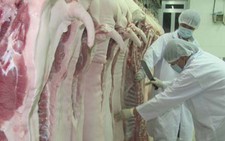 Ngăn sử dụng chất cấm: Một mình thú y làm không xuể